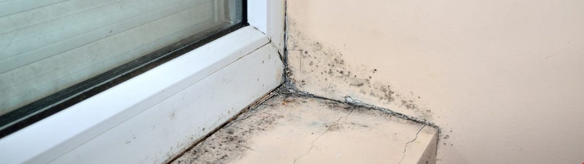Neue Fenster Schimmel